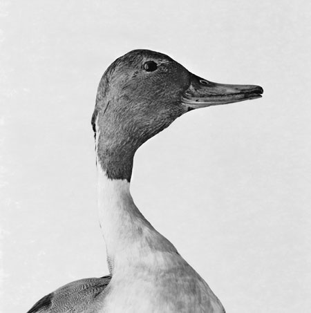 Emmanuel Berry - Canard pilet