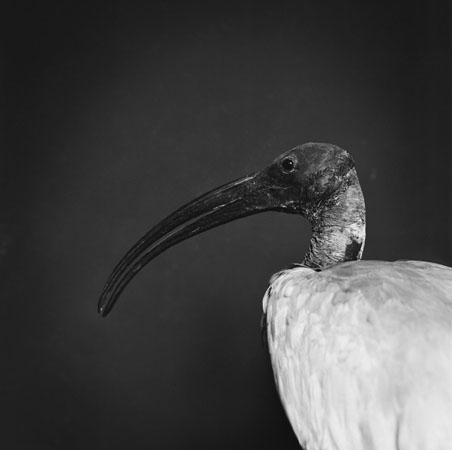 Emmanuel Berry - Ibis sacre