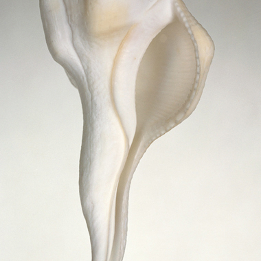 Emmanuel Berry - Muschel I
