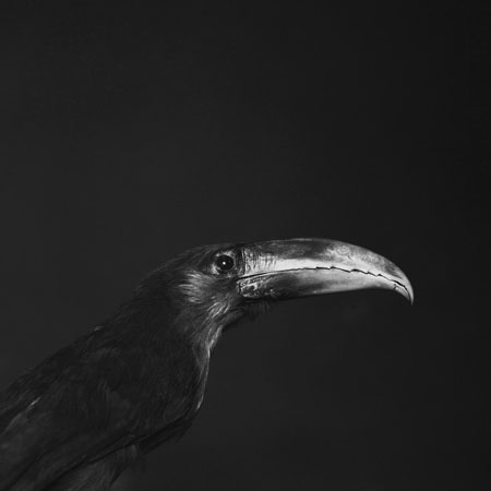 Emmanuel Berry - Toucan aracari