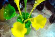 Nicola Rubinstein - Lightflower 2