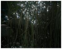 Lev Khesin - Ohne Titel