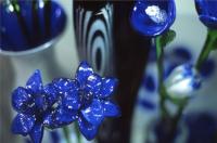 Nicola Rubinstein - Pragblumen # 1